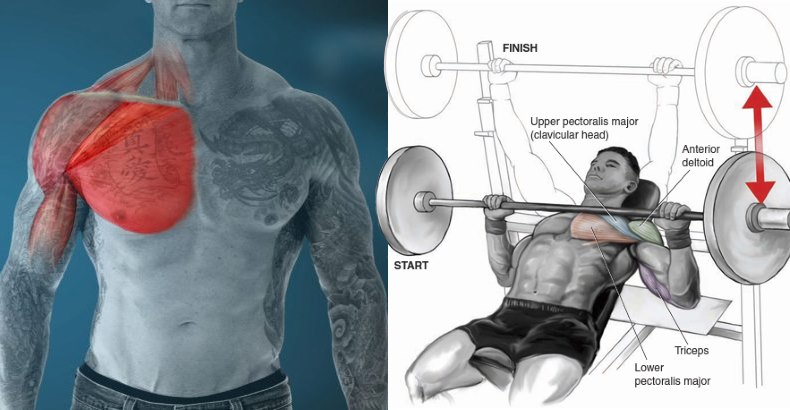 Force Your Chest to Grow with a Push and Stretch